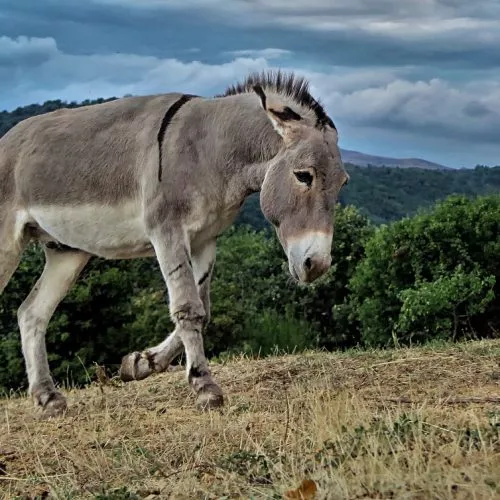 animals-1975258_1280