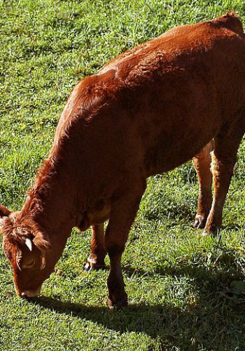 cow-505192__480