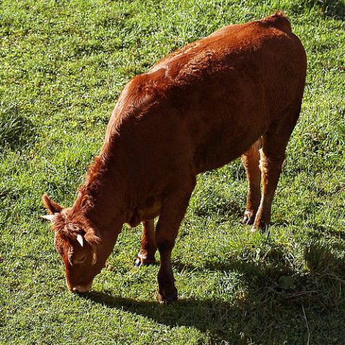 cow-505192__480