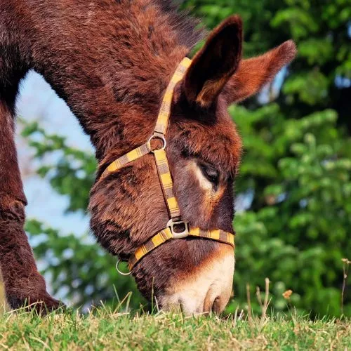 donkey-1268897_1280