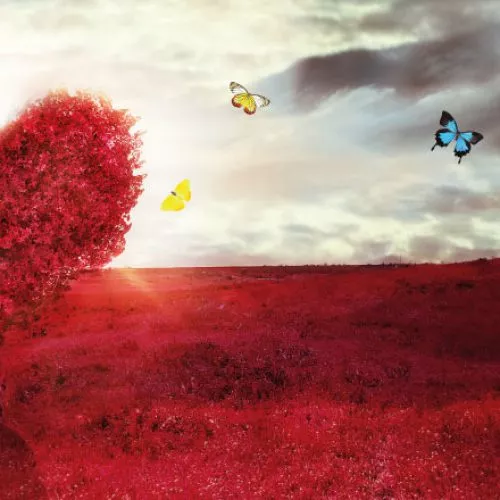 love