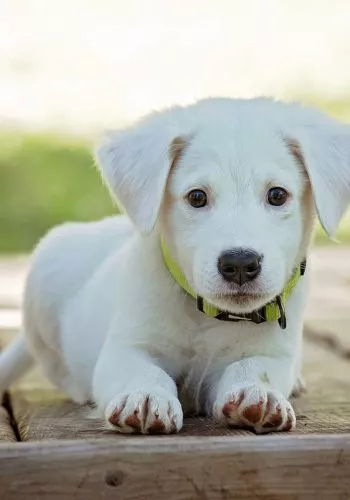 puppy-1903313_1280